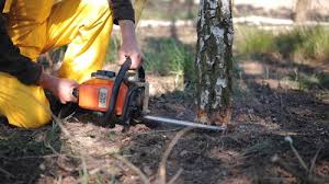 Best Fruit Tree Pruning  in Milpitas, CA