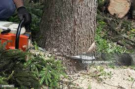 How Our Tree Care Process Works  in  Milpitas, CA