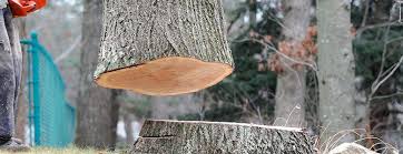 Best Tree and Shrub Care  in Milpitas, CA